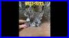 Baccarat_Crystal_Winged_Lion_Was_On_The_Shelf_At_Goodwill_Resale_Thrifting_Nichelady_Etsy_Ebay_01_jzbv