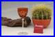 Verre_a_vin_du_Rhin_cristal_de_Baccarat_modele_S1134_orange_Roemer_glass_01_og